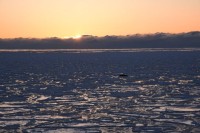 178_Lazy seal on floating ice in sunset.JPG