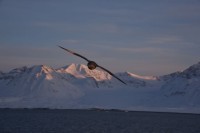 254_20180402_&#28023;&#29141; Northern Fulmar.JPG