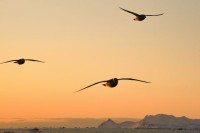 255_20180402_&#28023;&#29141; Northern Fulmar.jpg