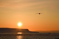 256_20180402_Sunset at Kings Bay with a bird.jpg