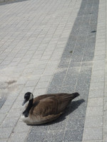 Waterloo_Campus_duck.jpg