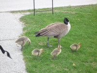 Waterloo_campus_duck2.jpg